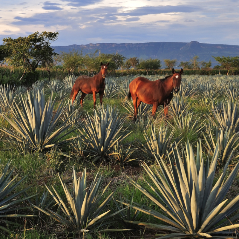 Agavales tequila 02 int where is tequila grown image