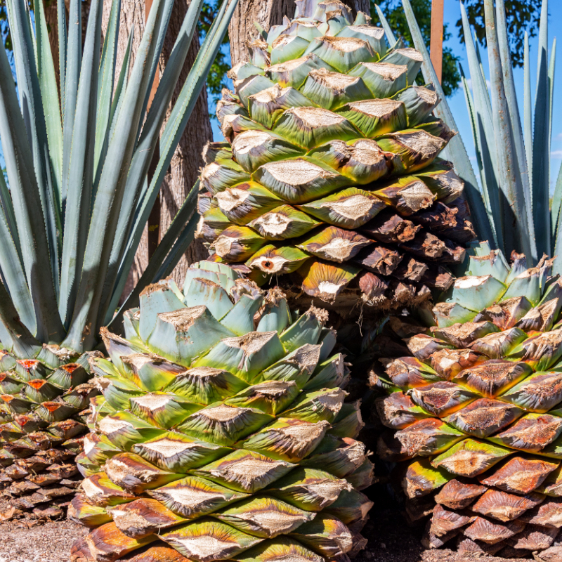 Agavales Tequila 02 int how is tequila made 800 image