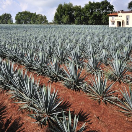 AGAVALES_blog_article_07_INT_01_images_675x_96.jpg