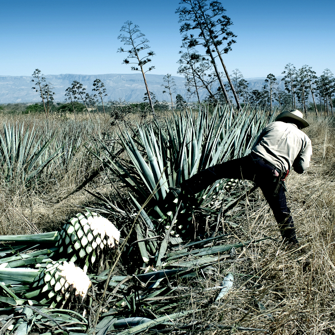 AGAVALES_blog_article_07_INT_02_images_675x_96.jpg